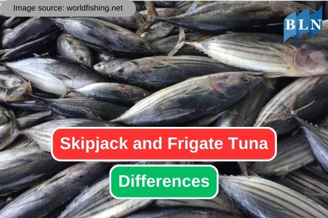 How to Tell Skipjack and Frigate Tuna Apart